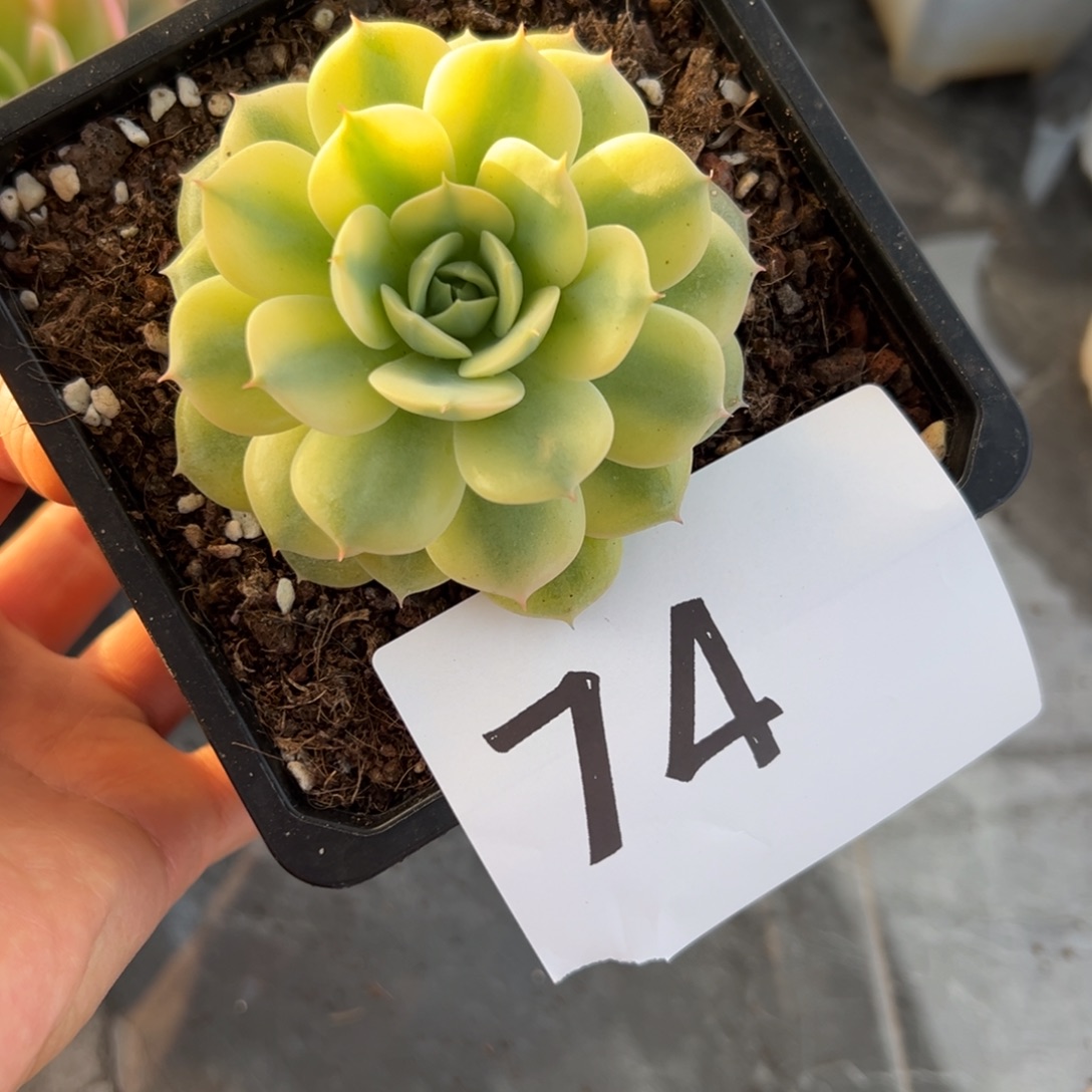 L***x74、点点滴滴反复重复尺寸