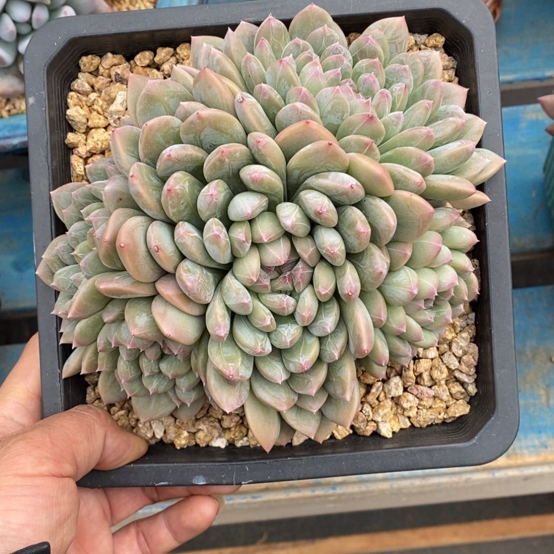 发货多肉植物一物一拍