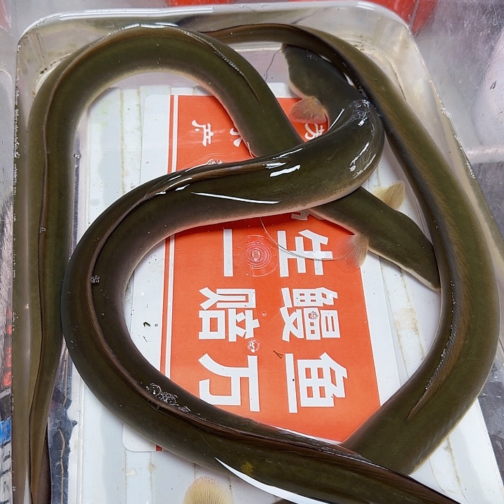 野生鳗鱼二斤九两