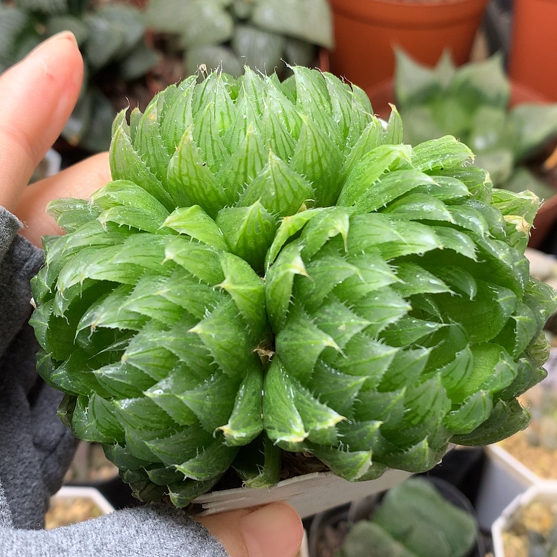 樱水晶玉露带盆土发货to