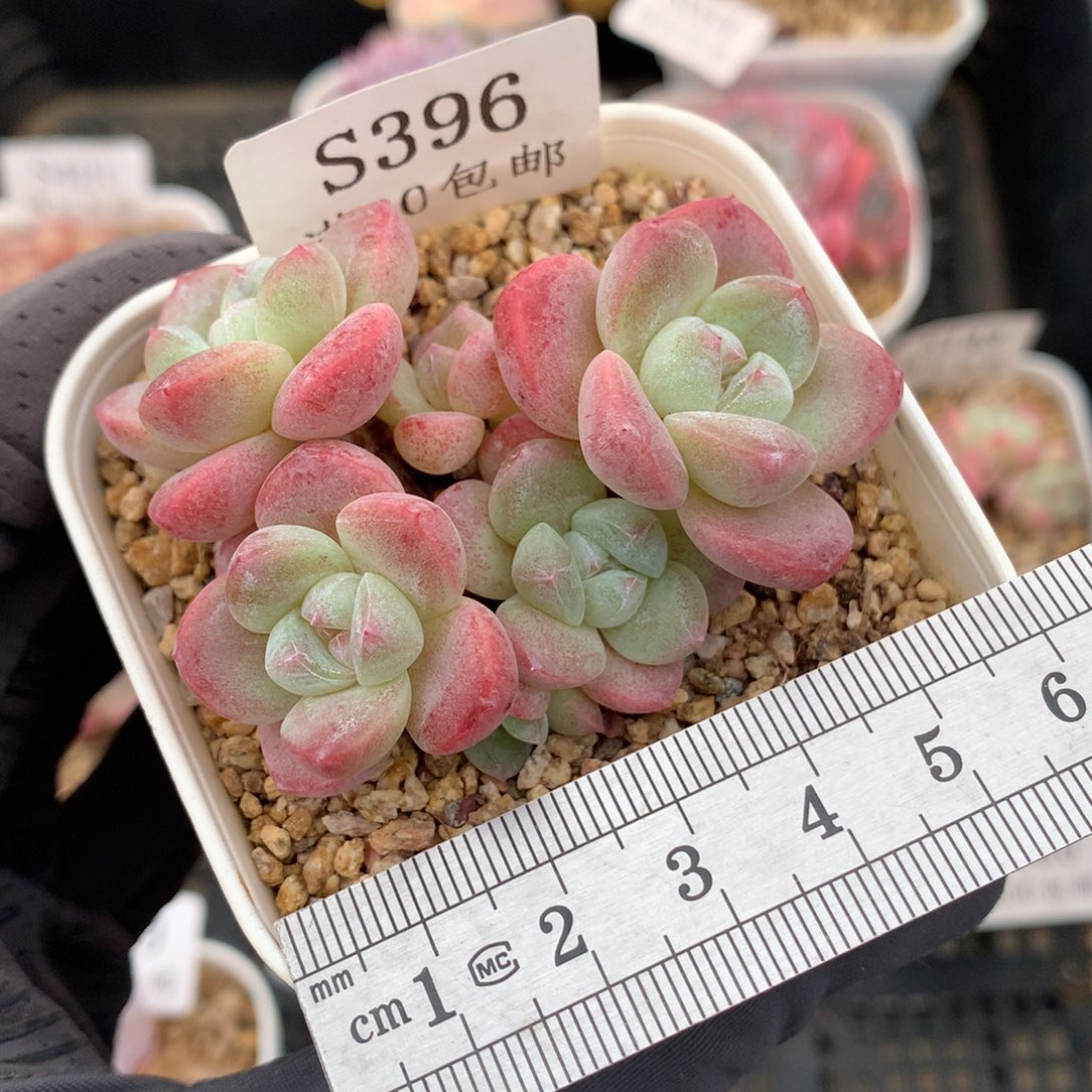 396。小脸树桩七头潜力股冰玉