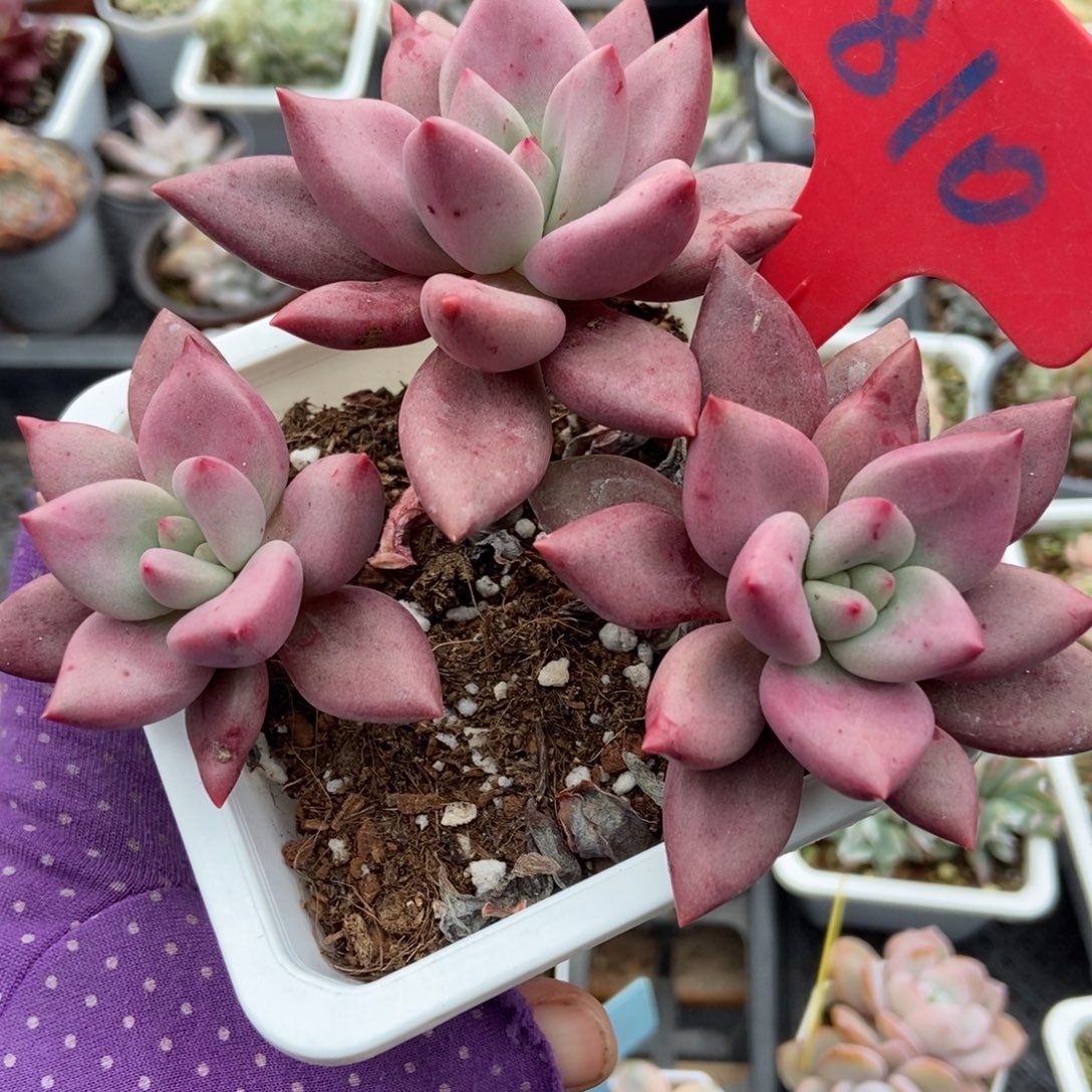 810桃花源多肉植物