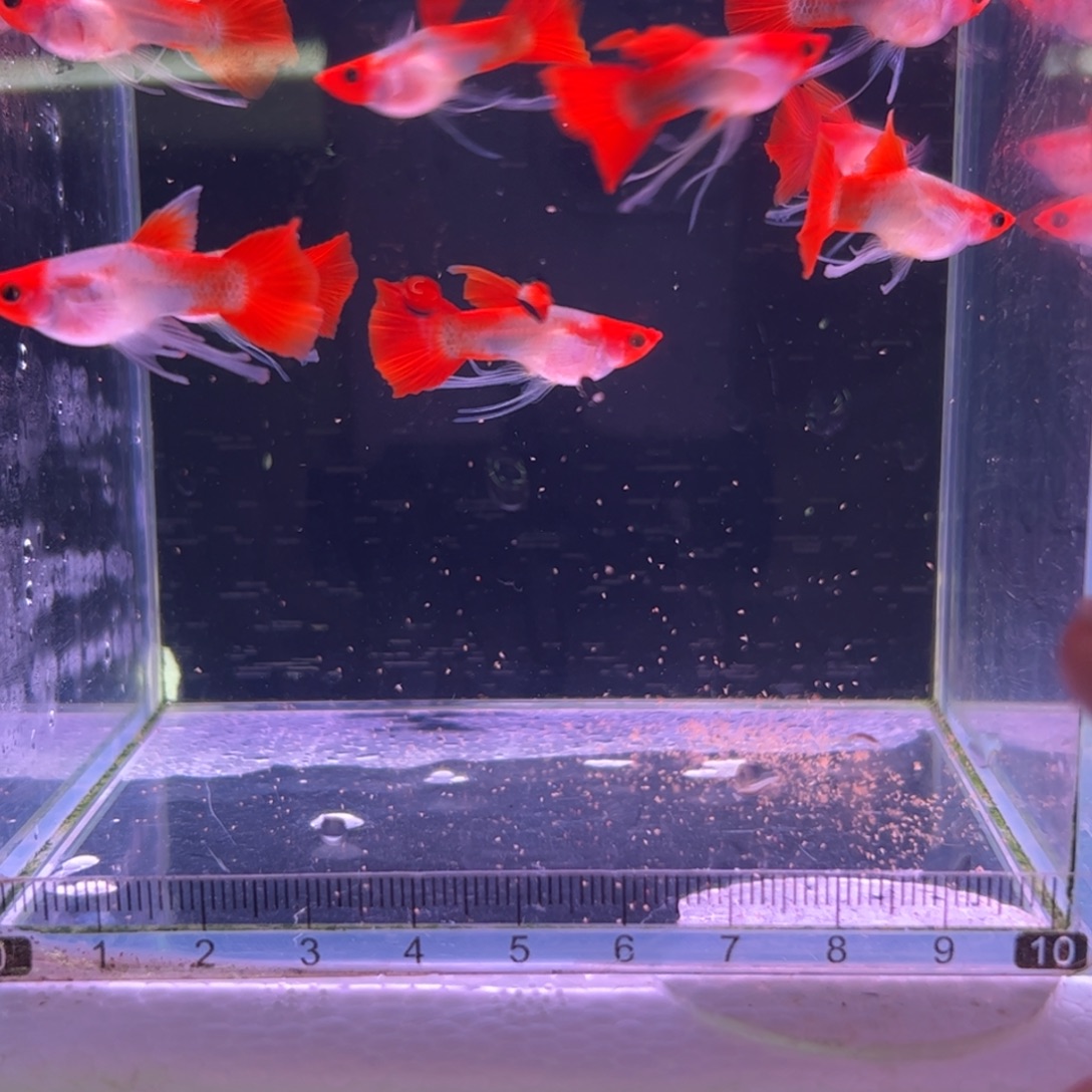 马***️孔雀鱼红头玻璃猫长公10条