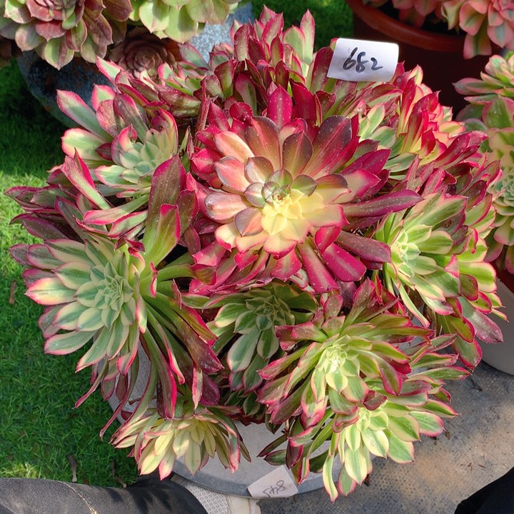 682七彩天合精品法师多肉