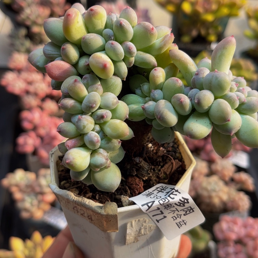 771苹果奶缀8cm多肉植物
