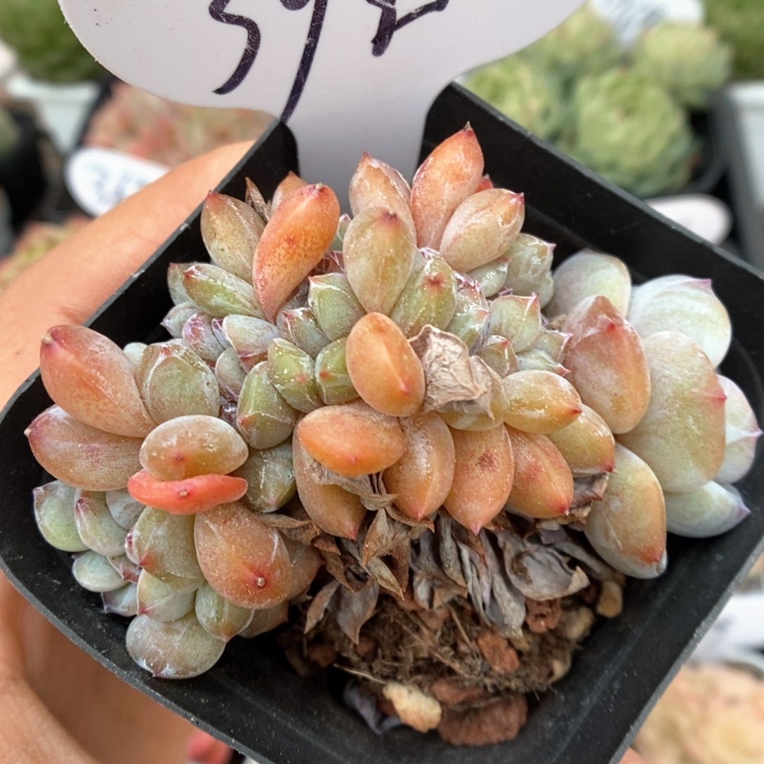 星影缀化可拍396号。  