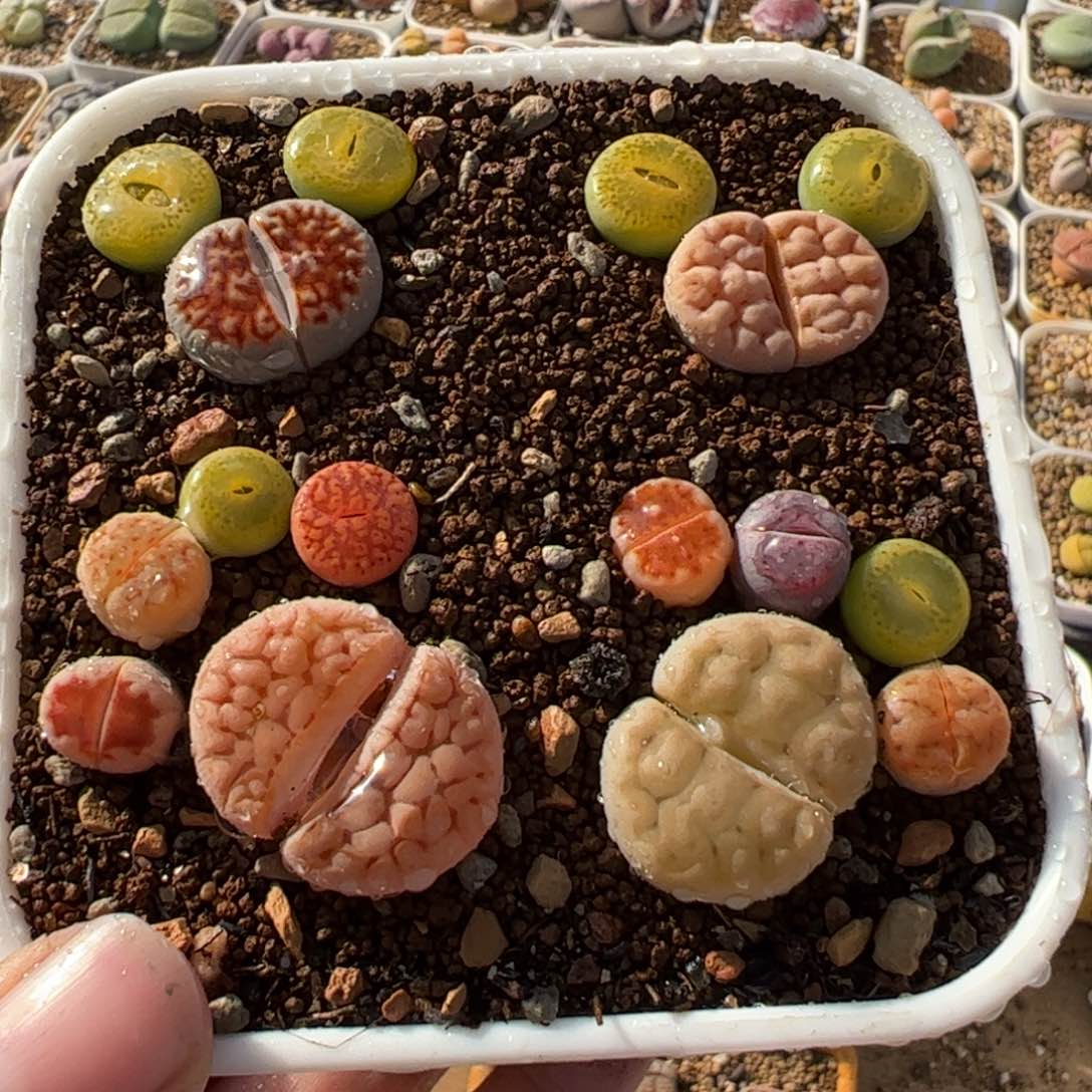 453多肉植物百科