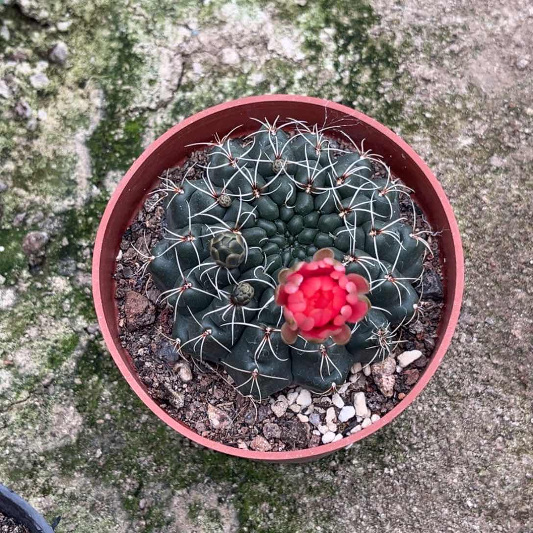 银**€实生绯花玉仙人球