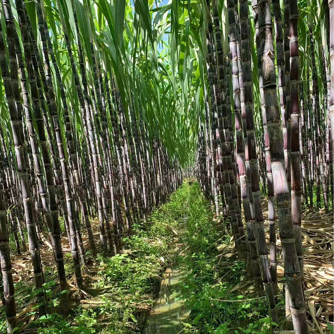 广西黑皮甘蔗新鲜应季现砍脆甜多汁产地直发水果甘蔗