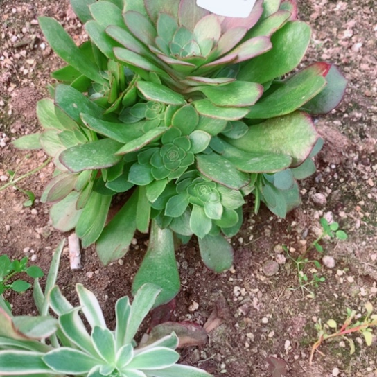 多肉植物雨荷996