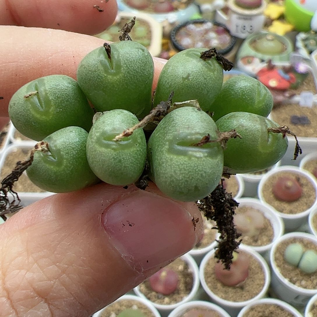 【闪购商品】216 福利小海豚嘟嘴