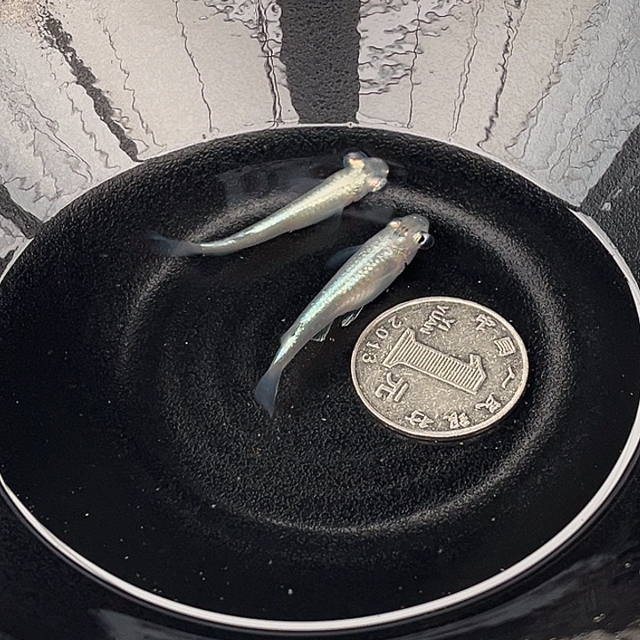 青鳉鱼泡泡眼2条16号