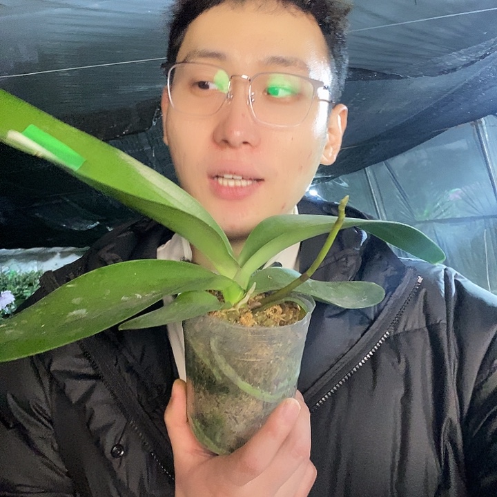 无花朵花火蝴蝶兰