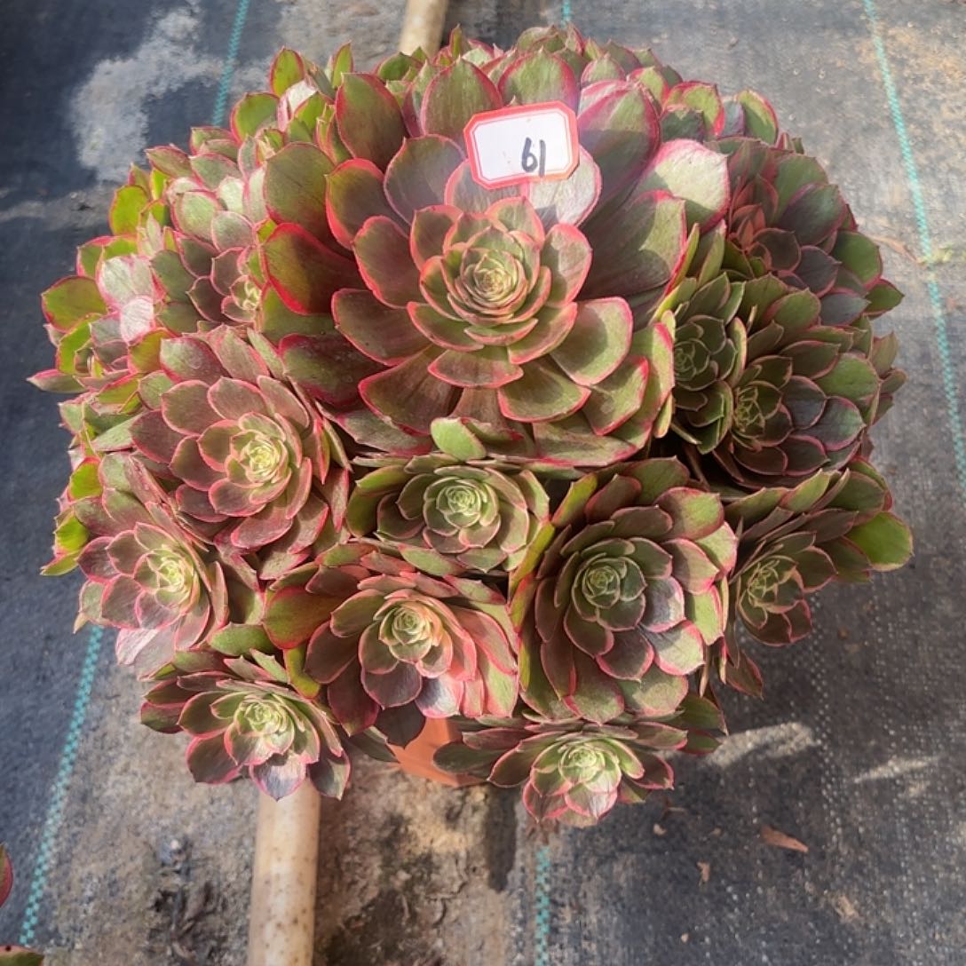 全部花朵61粉花妖多肉植物