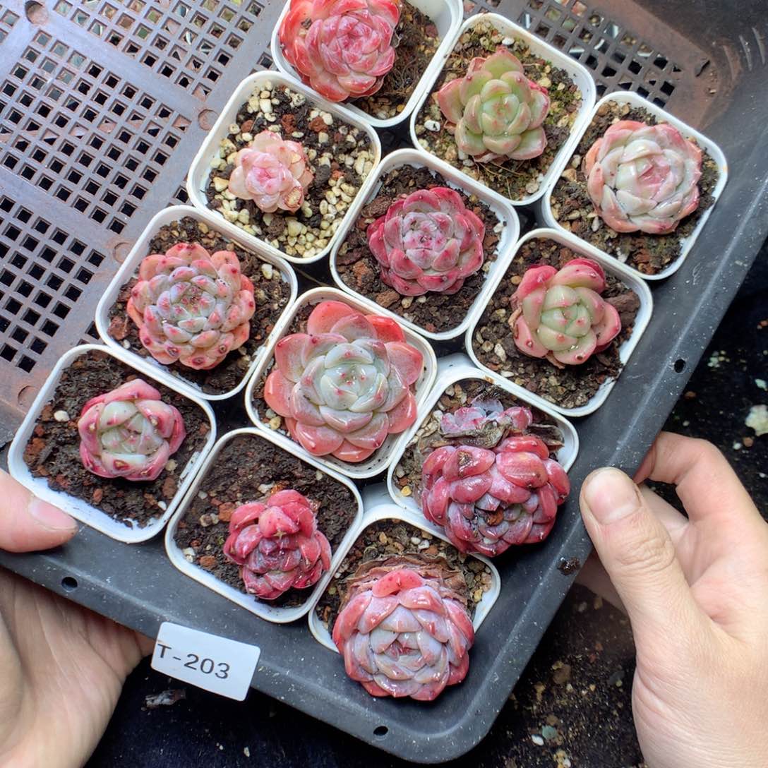 无花朵T203。yyyyytttt