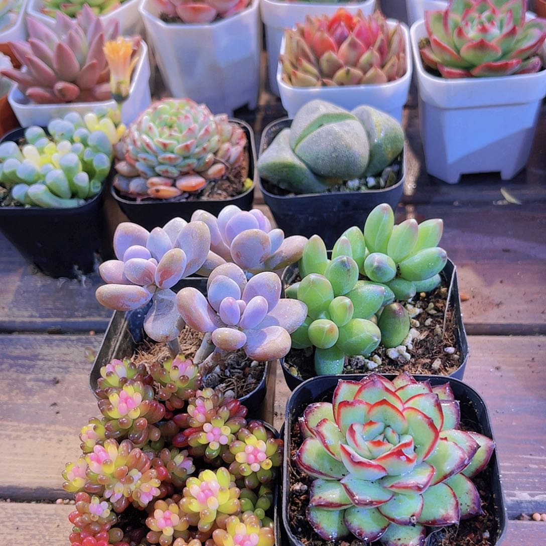 桃蛋➕千代田➕七彩龙珠➕肉酱玫瑰