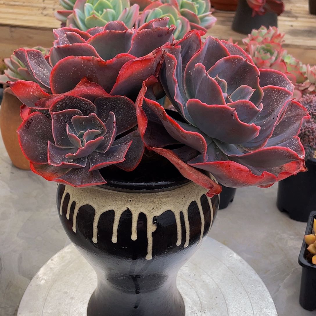 莫*儿天空之城多肉植物