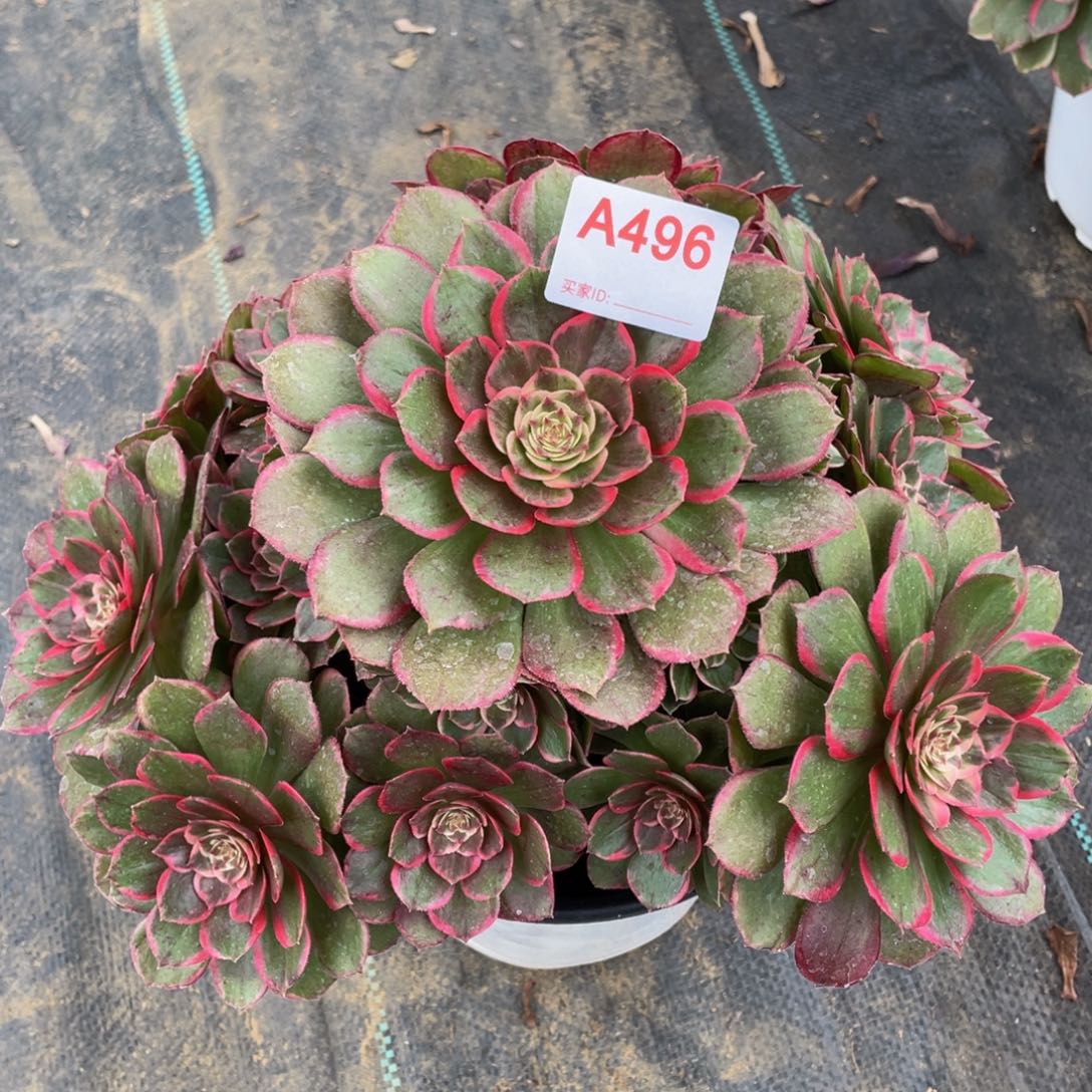 精品法师多肉粉花妖496