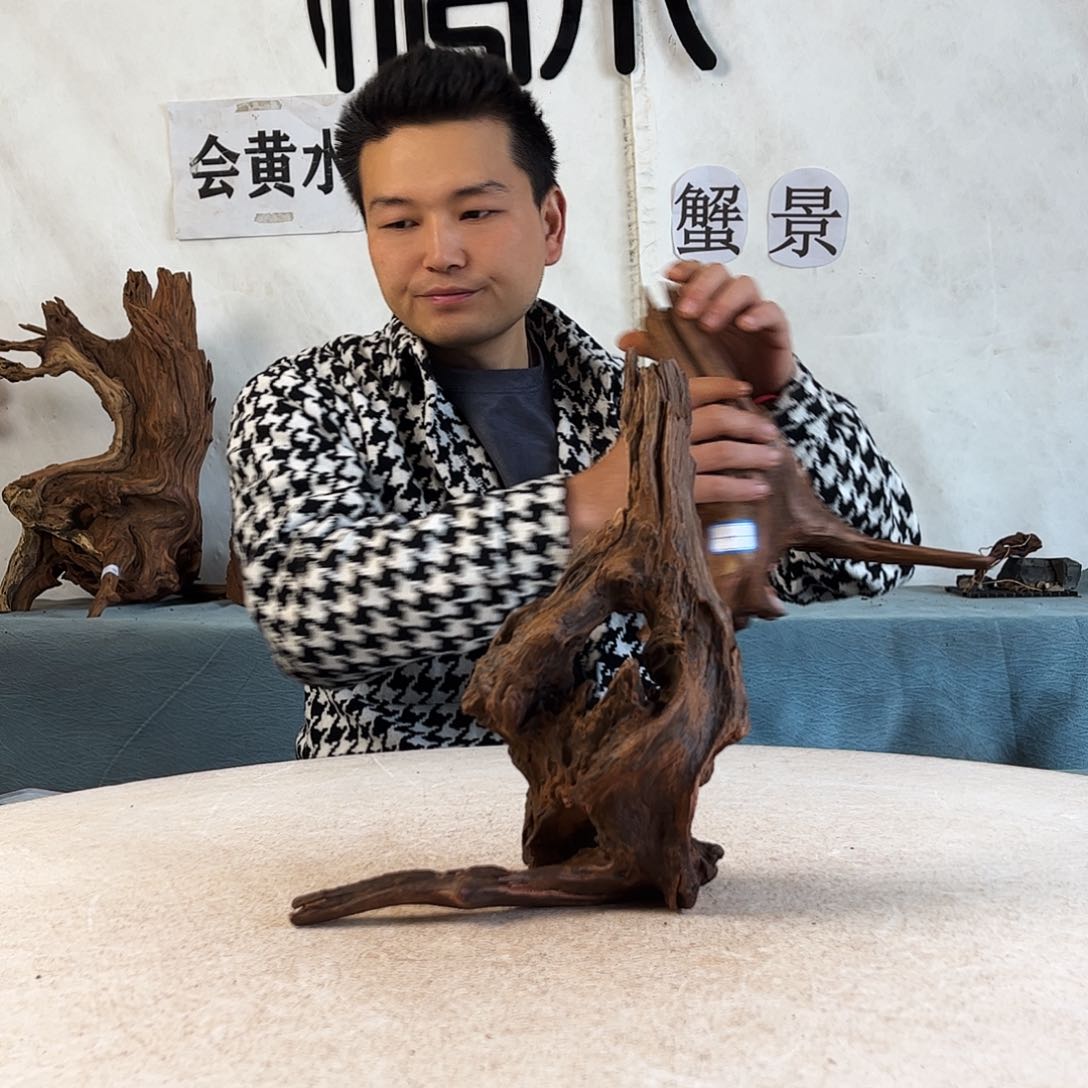 周末福利沉木造景爬宠造景