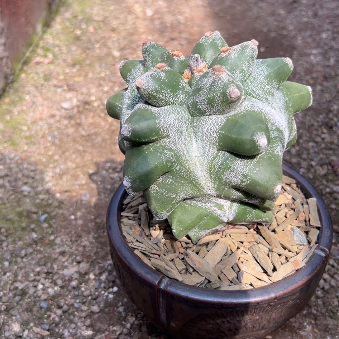 角尤麒麟Wwwwwww wwww w