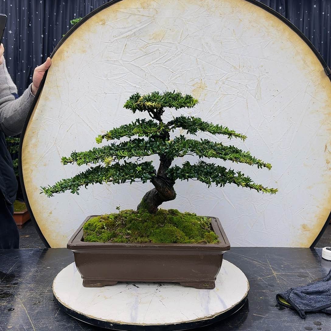 松树柏树造型盆景