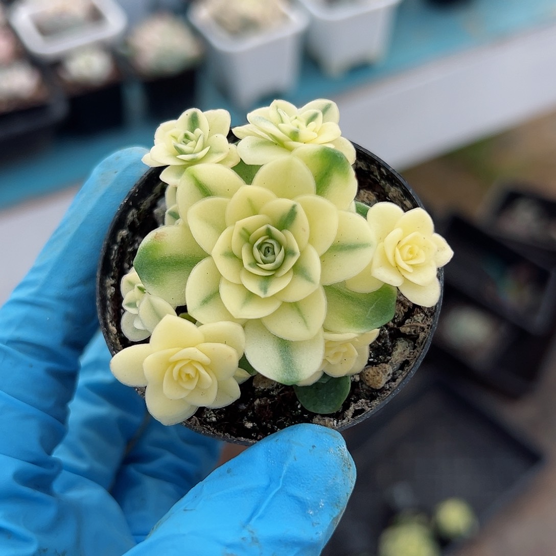 猫眼玫瑰锦覆轮锦