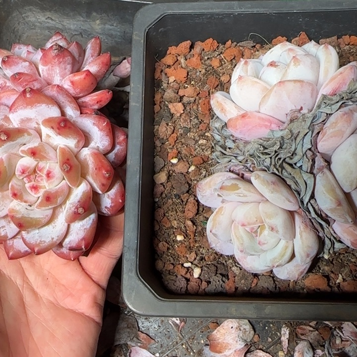 带盆一颗好看的橙梦露