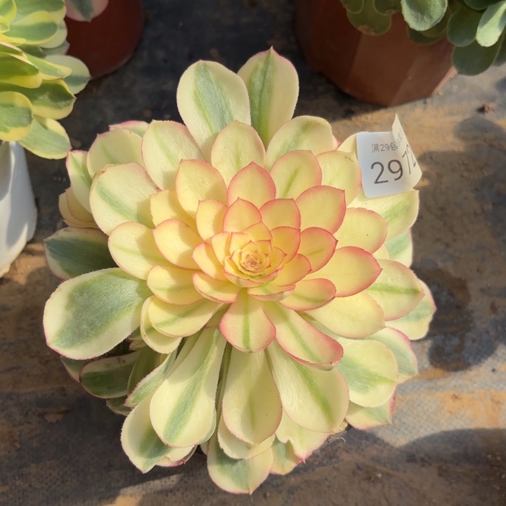 倾城多肉法师2972