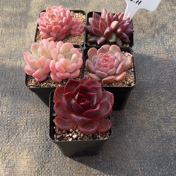 一物一拍链接，小慧姐