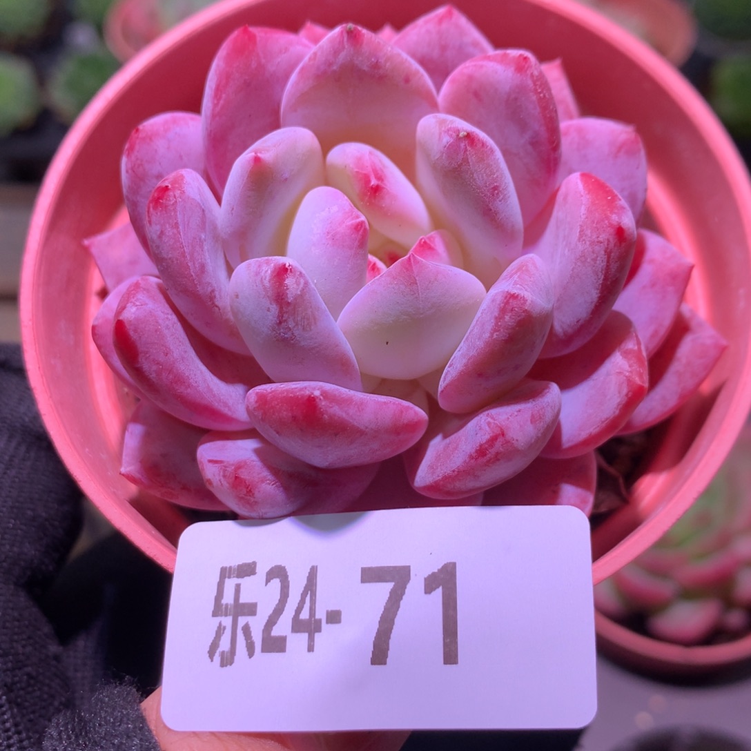 乐然24-71 橙梦露 