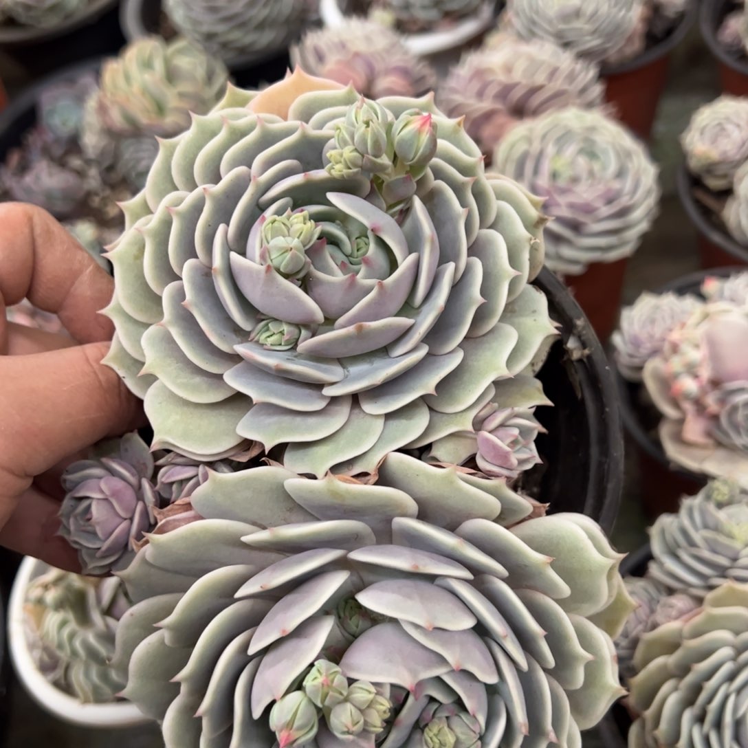 露娜莲大双头老桩