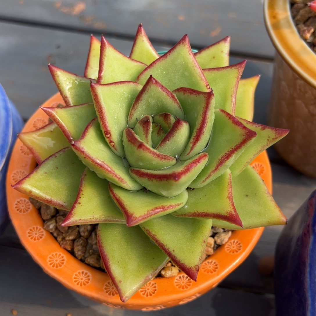 从前慢多肉精选编号0212.145