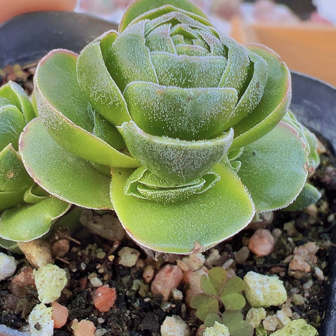 花春19包邮多肉植物