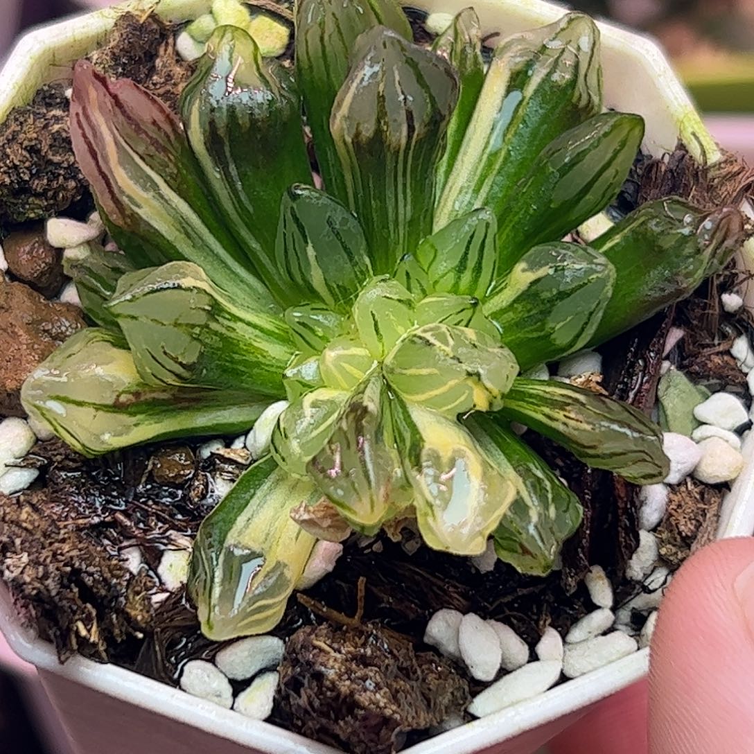 西瓜缀化锦十二卷多肉