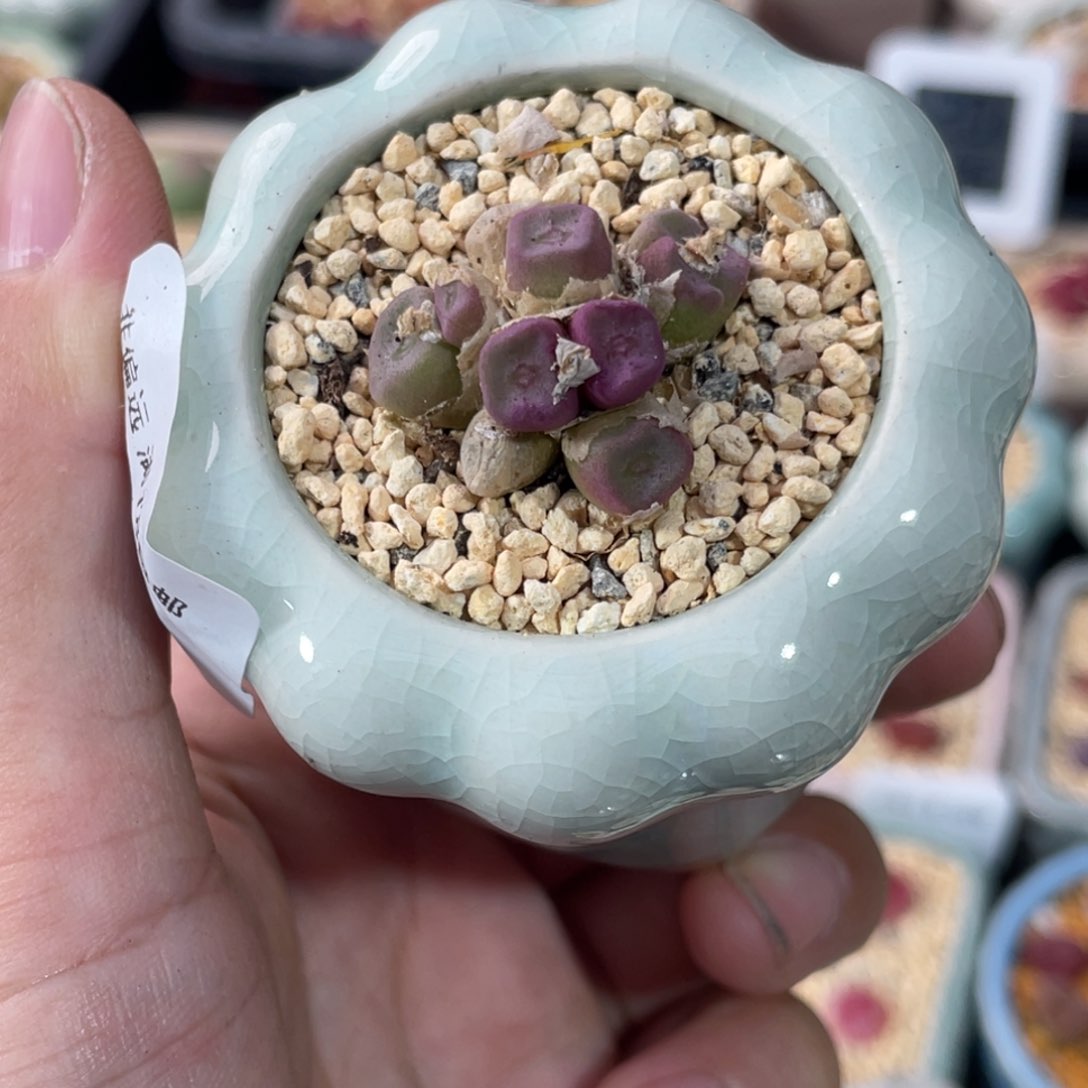 2994--一物一拍 带盆mg1415