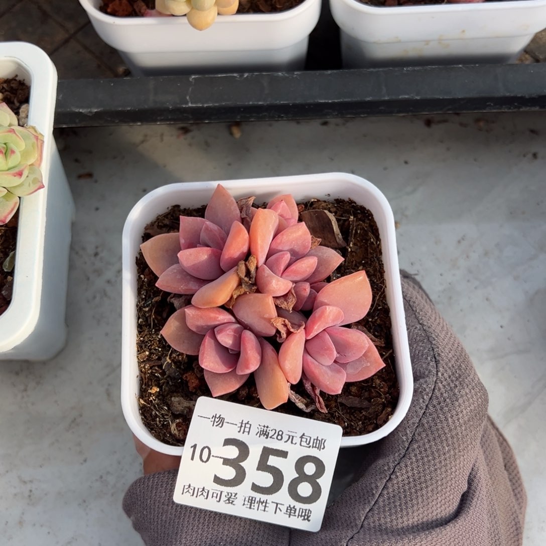 彩虹糖多肉多肉多肉多肉