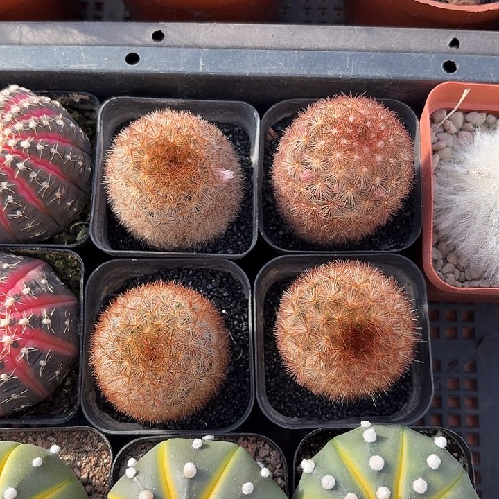 嘉文丸仙人球下仙人球