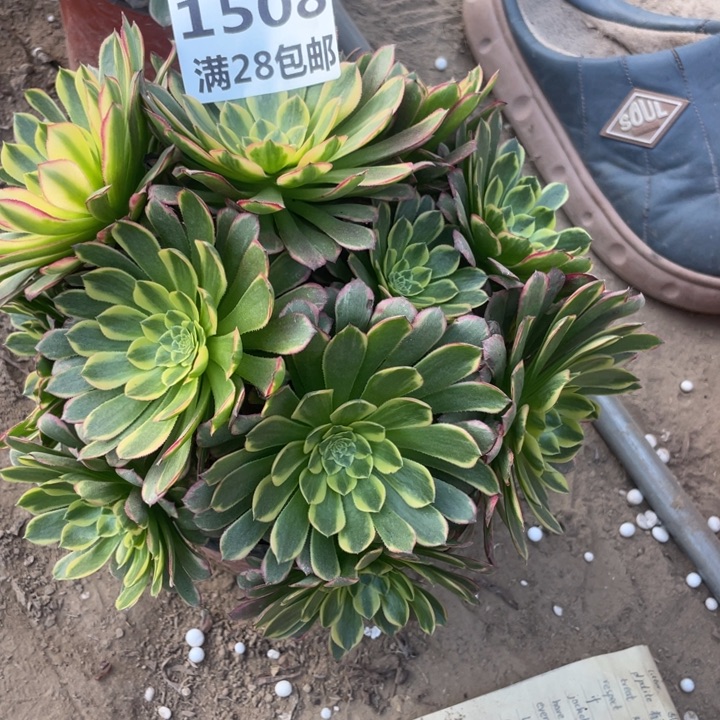 1508一号棚朝霞丛林A