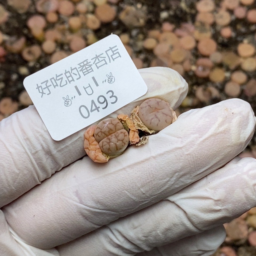 0493。零下拍保温。