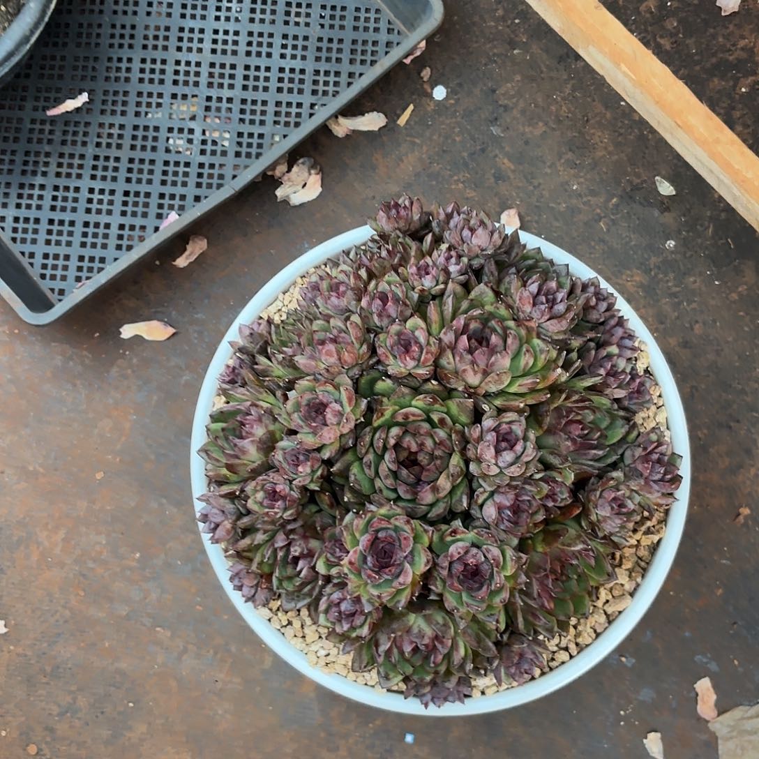 梅***夕蓝莓杂交水晶多肉植物补差90
