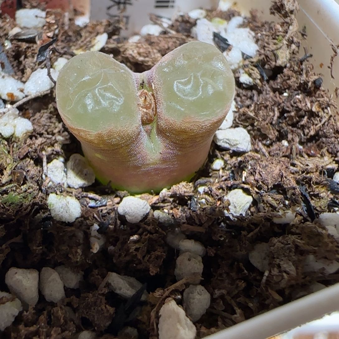 肉锥多肉植物百科-磁铁1303