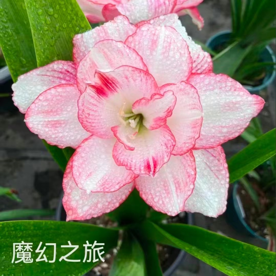 【魔幻之旅】朱顶红澳朱重瓣基地自然种球浓香室内盆栽四季开花植物