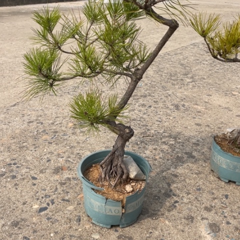 盆栽植物用****1盆栽植物