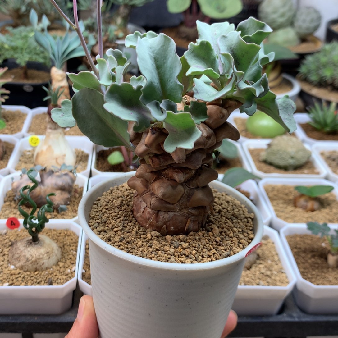 蛮鬼塔厚敦菊带盆多肉528