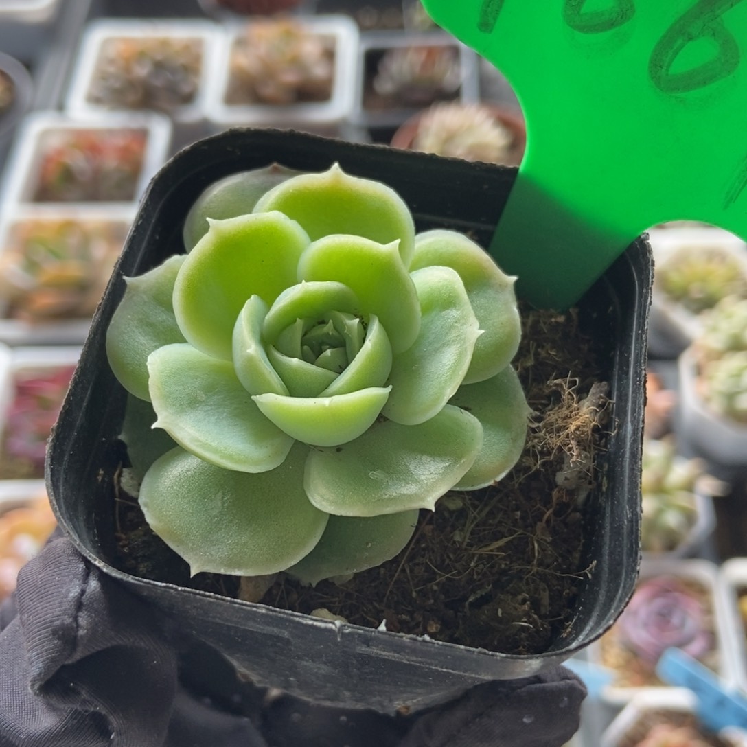 1664虾饺多肉植物保护