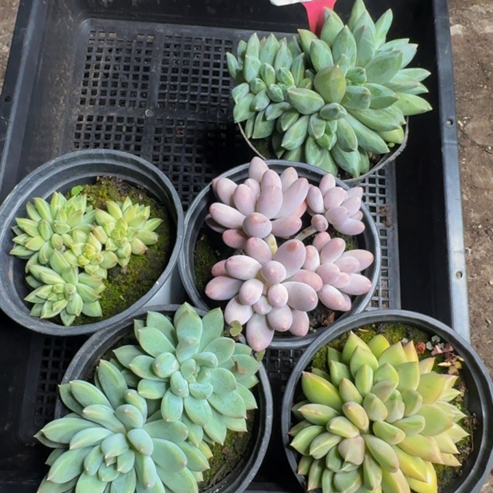 2515多肉植物一物一拍