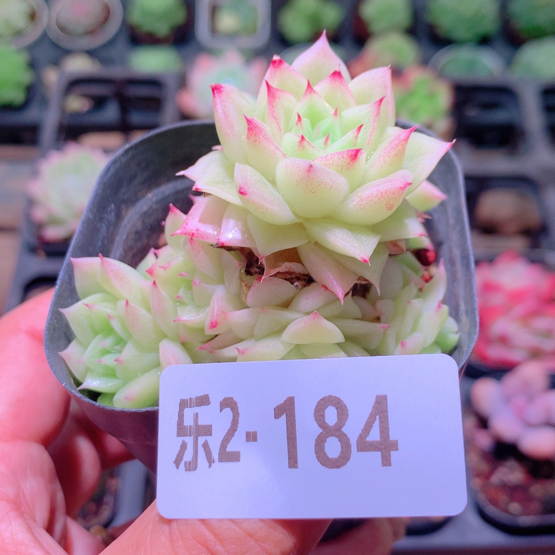 乐然 2-184 麦秆群 不包整