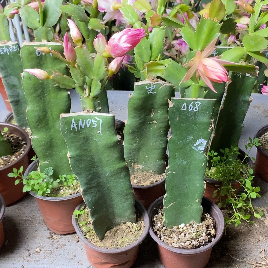 小***布全部花朵068➕057福利