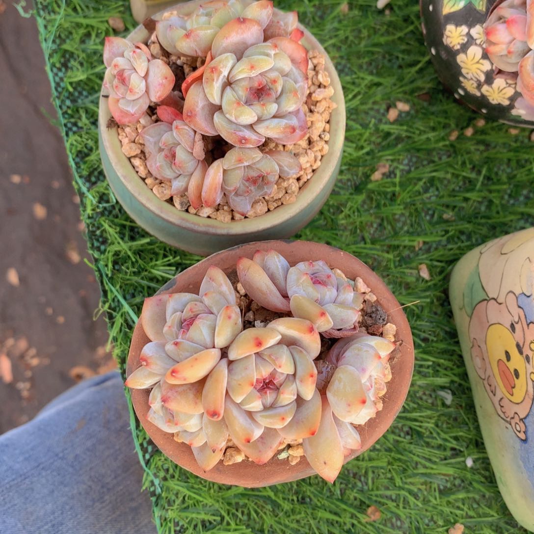 西**晨石榴籽两颗一物一拍