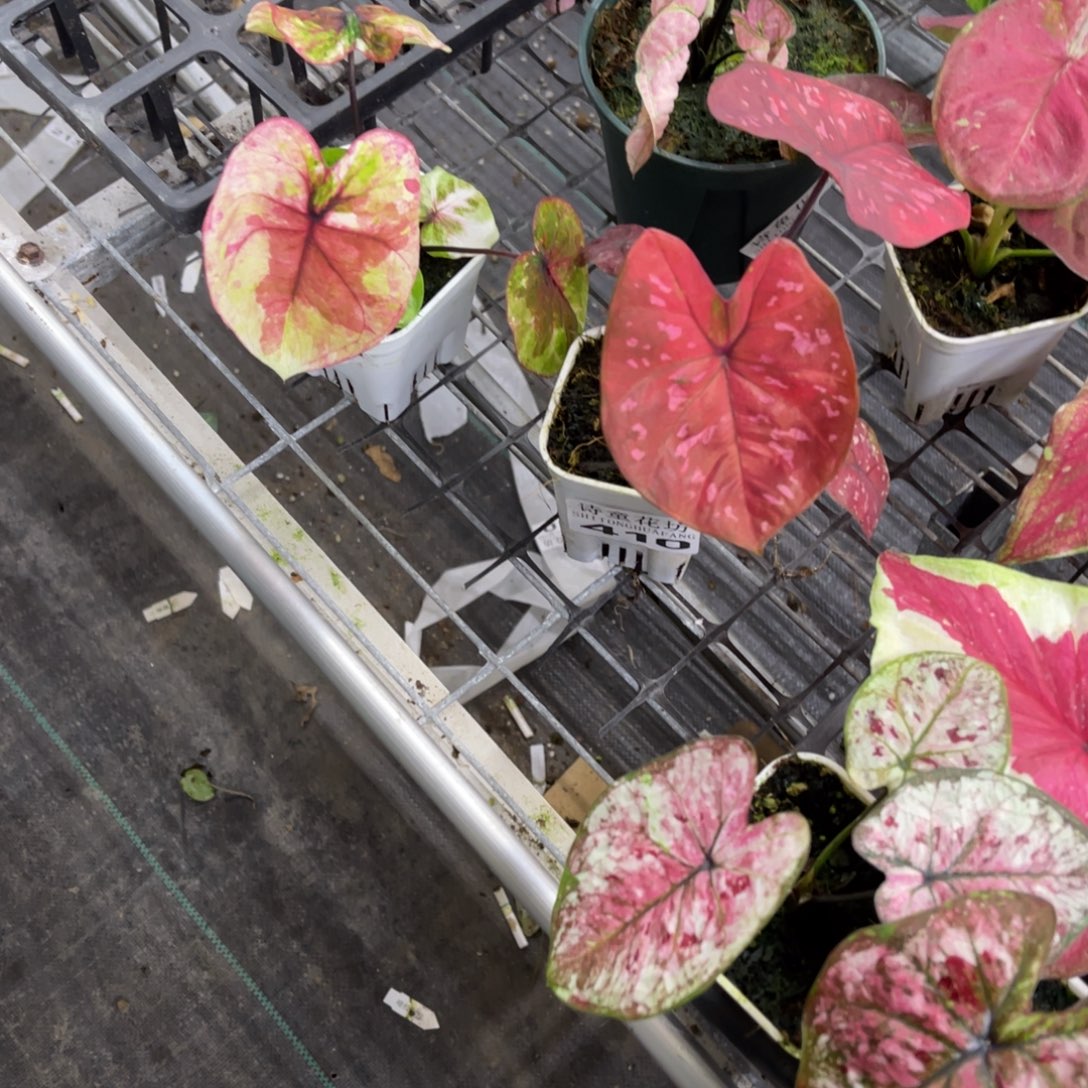 原***人无花朵           409.410哈啦繁荣不包售后